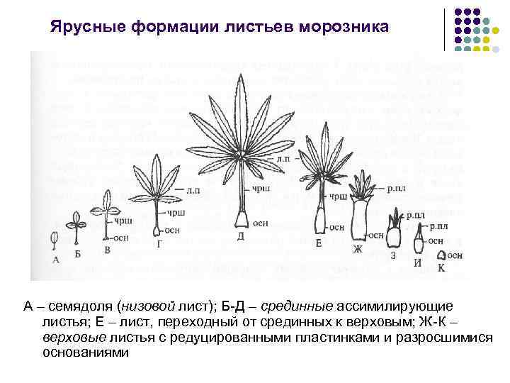 Ярусные формации листьев морозника А – семядоля (низовой лист); Б-Д – срединные ассимилирующие листья;