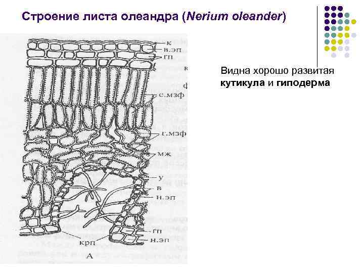 Строение листа олеандра (Nerium oleander) Видна хорошо развитая кутикула и гиподерма 