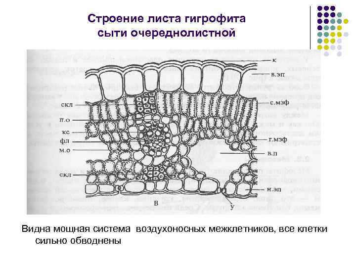 Схема анатомического строения листа