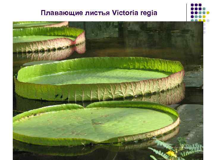 Плавающие листья Victoria regia 