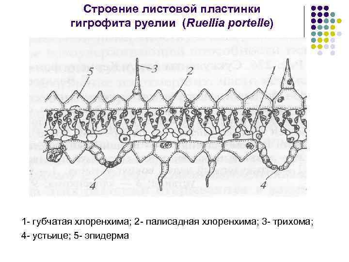 Строение листовой пластинки гигрофита руелии (Ruellia portelle) 1 - губчатая хлоренхима; 2 - палисадная