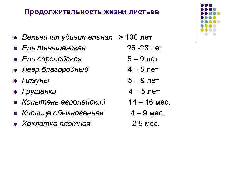 Продолжительность жизни листьев l l l l l Вельвичия удивительная > 100 лет Ель