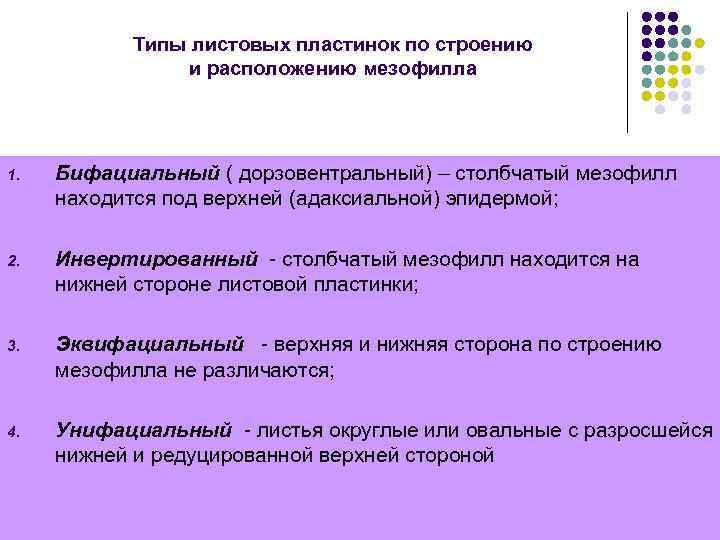 Типы листовых пластинок по строению и расположению мезофилла 1. Бифациальный ( дорзовентральный) – столбчатый