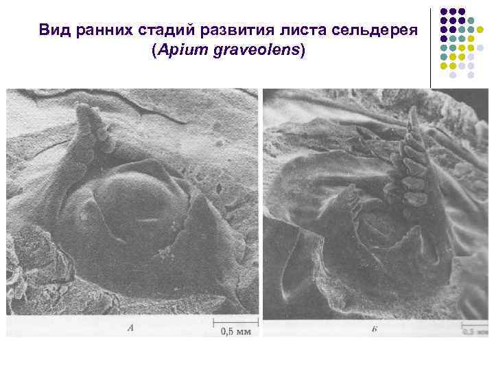 Блохи стадии развития фото