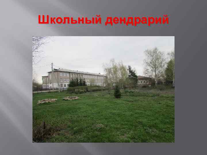 Школьный дендрарий 
