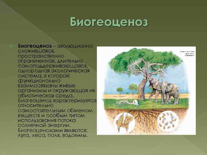 К биогеоценозам относятся