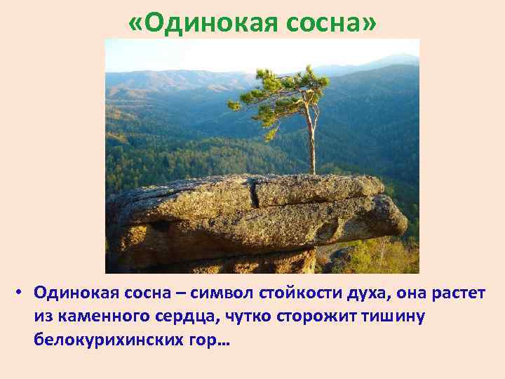  «Одинокая сосна» • Одинокая сосна – символ стойкости духа, она растет из каменного