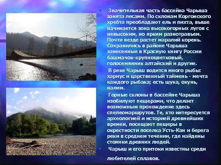  • • Значительная часть бассейна Чарыша занята лесами. По склонам Коргонского хребта преобладают
