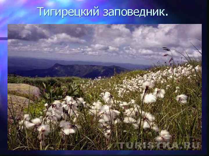 Тигирецкий заповедник. 