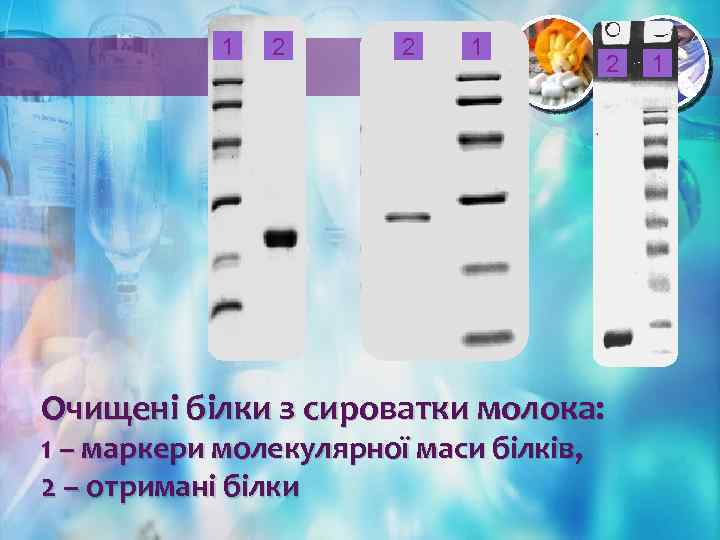 1 2 2 1 2 Очищені білки з сироватки молока: 1 – маркери молекулярної