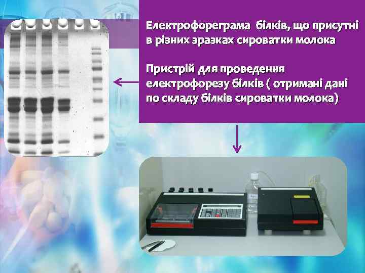 Електрофореграма білків, що присутні в різних зразках сироватки молока Пристрій для проведення електрофорезу білків