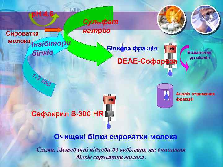 р. Н 4. 6 Сироватка молока Сульфат натрію Інгібітори білків 1 -3 Білкова фракція