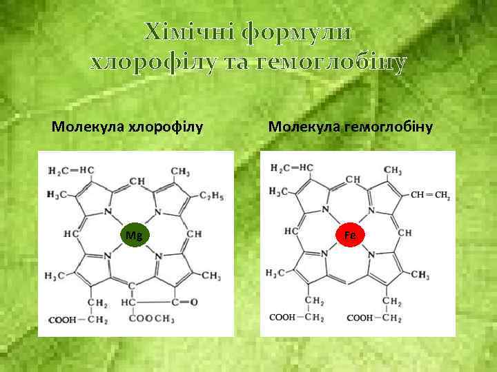 Хімічні формули хлорофілу та гемоглобіну Молекула хлорофілу Mg Молекула гемоглобіну Fe 