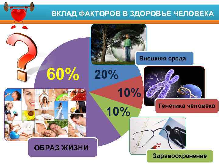 ВКЛАД ФАКТОРОВ В ЗДОРОВЬЕ ЧЕЛОВЕКА Внешняя среда 60% 20% 10% Генетика человека ОБРАЗ ЖИЗНИ