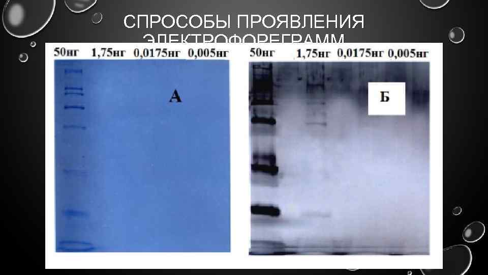 СПРОСОБЫ ПРОЯВЛЕНИЯ ЭЛЕКТРОФОРЕГРАММ 