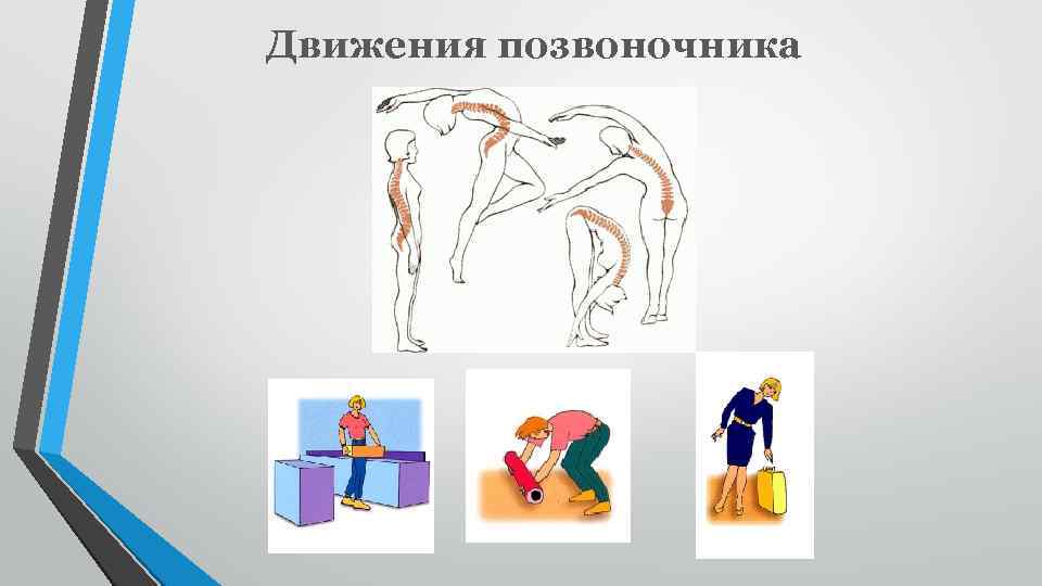 Движения позвоночника 