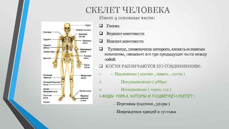 СКЕЛЕТ ЧЕЛОВЕКА Имеет 4 основные части: q Голова q Верхние конечности q Нижние конечности
