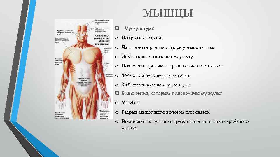 Перестройка мышц под влиянием физических нагрузок проект