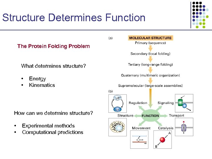 Structure Determines Function The Protein Folding Problem What determines structure? • • Energy Kinematics