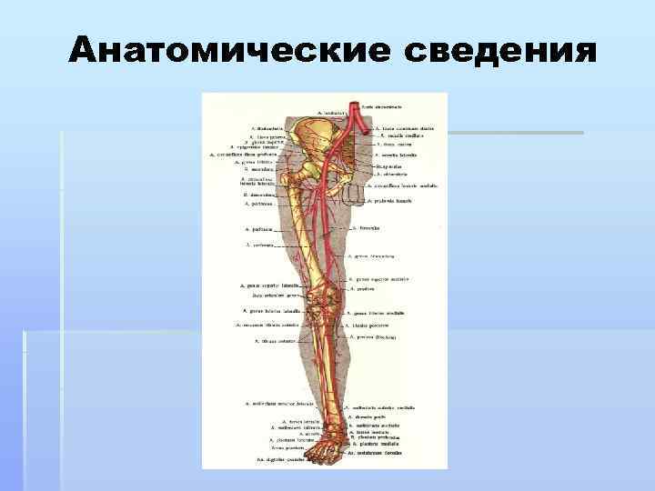 Анатомические сведения 