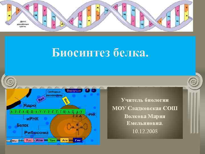 Биосинтез белка. Учитель биологии МОУ Сладковская СОШ Волкова Мария Емельяновна. 10. 12. 2008 16.