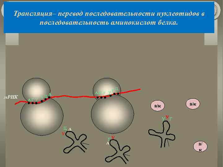 Трансляция– перевод последовательности нуклеотидов в последовательность аминокислот белка. м. РНК Ц АГ У У