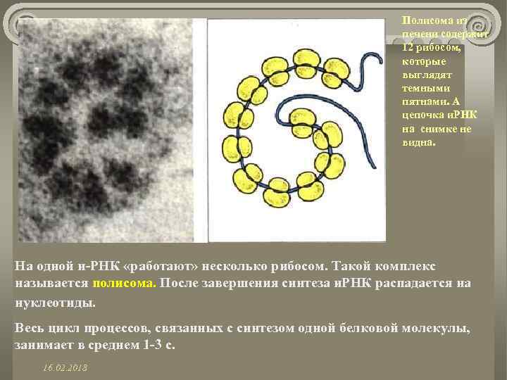 Полисома из печени содержит 12 рибосом, которые выглядят темными пятнами. А цепочка и. РНК