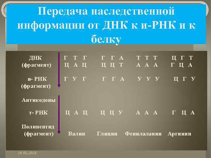 Передача наследственной информации от ДНК к и-РНК и к белку ДНК (фрагмент) Г Т