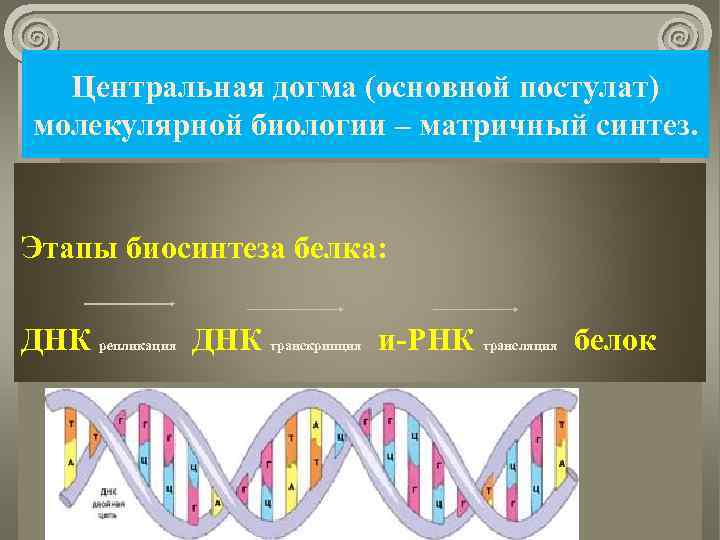 Центральная догма (основной постулат) молекулярной биологии – матричный синтез. Этапы биосинтеза белка: ДНК репликация