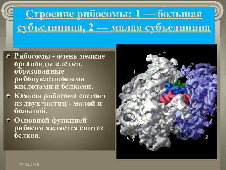 Строение рибосомы: 1 — большая субъединица, 2 — малая субъединица Рибосомы - очень мелкие