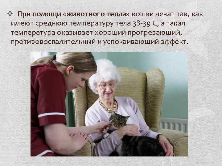 v При помощи «животного тепла» кошки лечат так, как имеют среднюю температуру тела 38