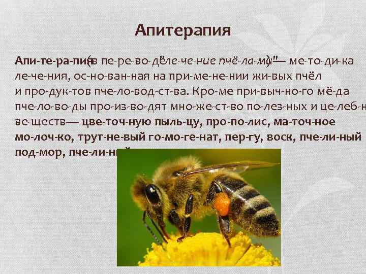 Апитерапия Апи те ра пия (в пе ре во де "ле че ние пчё