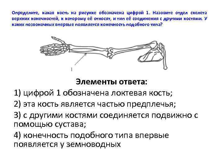 Определите, какая кость на рисунке обозначена цифрой 1. Назовите отдел скелета верхних конечностей, к
