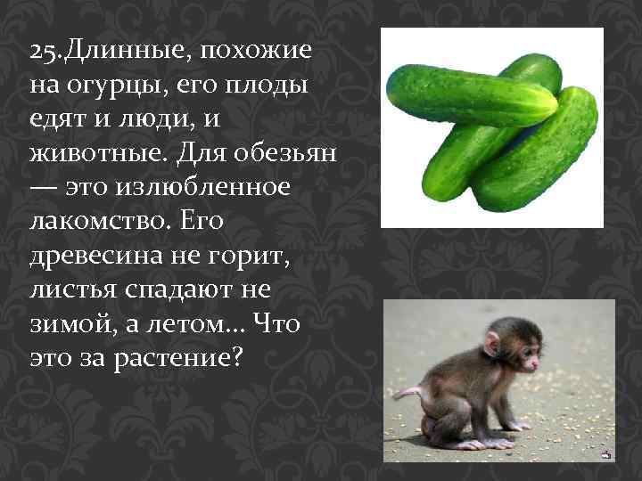 25. Длинные, похожие на огурцы, его плоды едят и люди, и животные. Для обезьян