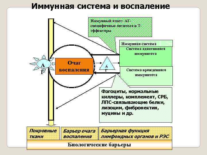 Иммунные механизмы. Роль воспаления в иммунном ответе. Иммунный ответ на воспаление. Система воспалении. Схема иммунного воспаления.