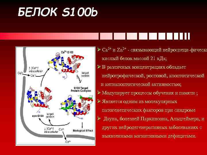 S белок