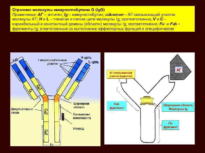 Схема строения иммуноглобулинов