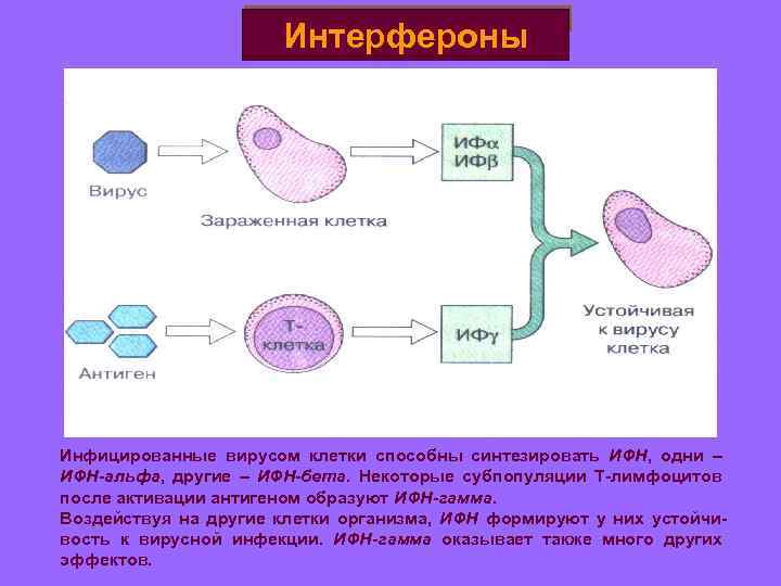 Образование интерферона