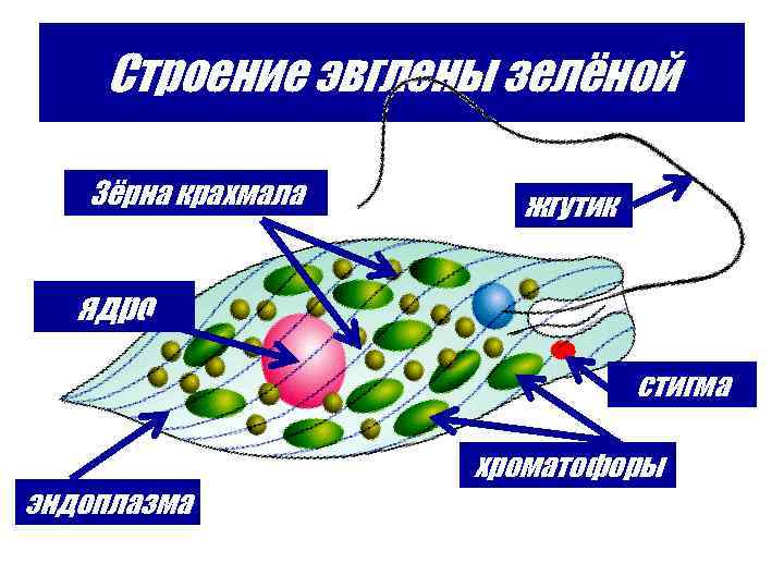 Строение эвглены зелёной Зёрна крахмала жгутик ядро стигма эндоплазма хроматофоры 