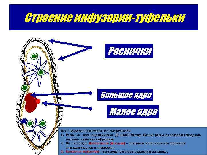 Строение инфузории-туфельки Реснички Большое ядро Малое ядро Для инфузорий характерно наличие ресничек. 1. Ресничка