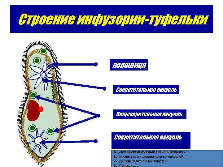 Строение инфузории-туфельки порошица Сократительная вакуоль Пищеварительная вакуоль Сократительная вакуоль В цитоплазме инфузорий так же