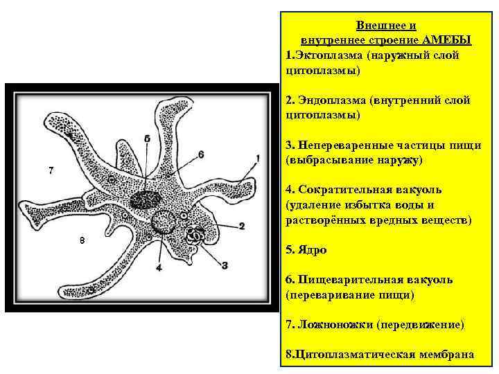 Впиши цифру которой эта органелла обозначена на рисунке