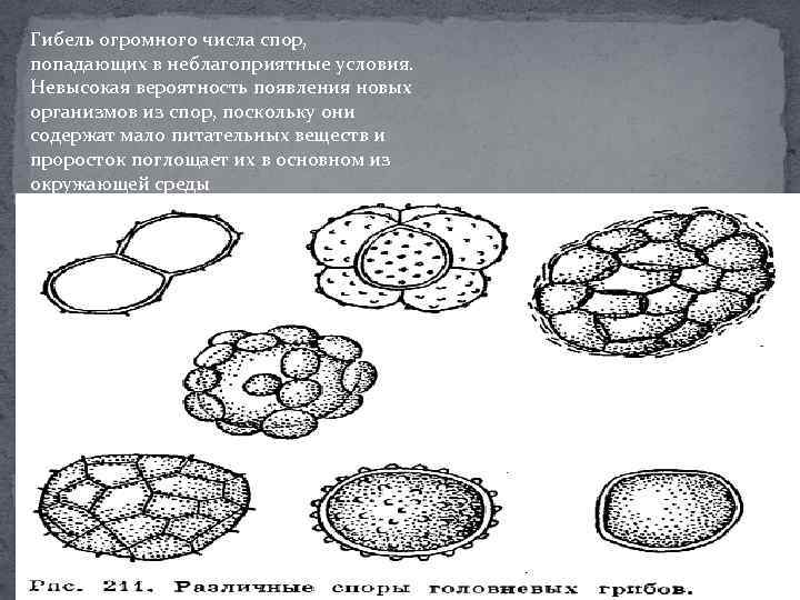 Гибель огромного числа спор, попадающих в неблагоприятные условия. Невысокая вероятность появления новых организмов из