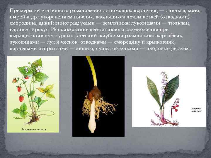 Вегетативное размножение примеры. Размножение ландыша корневищем. Вегетативное размножение корневищем Ландыш. Ландыш размножается корневищем. Размножение с помощью корневища.