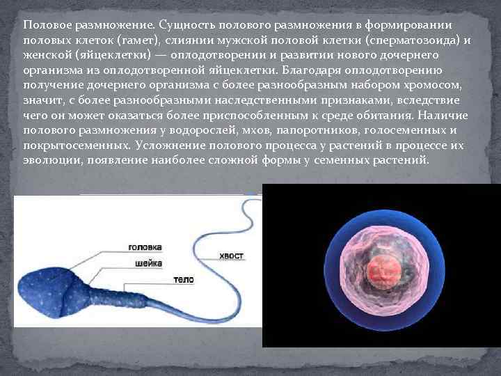 Половое размножение. Сущность полового размножения в формировании половых клеток (гамет), слиянии мужской половой клетки