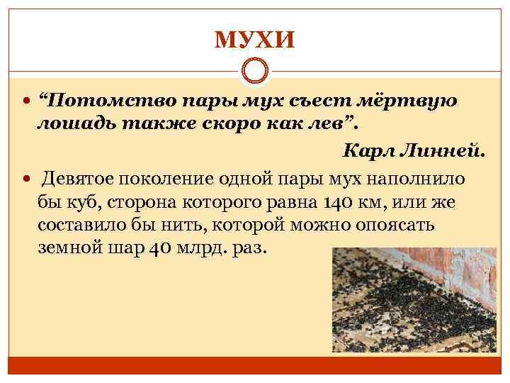 МУХИ “Потомство пары мух съест мёртвую лошадь также скоро как лев”. Карл Линней. Девятое