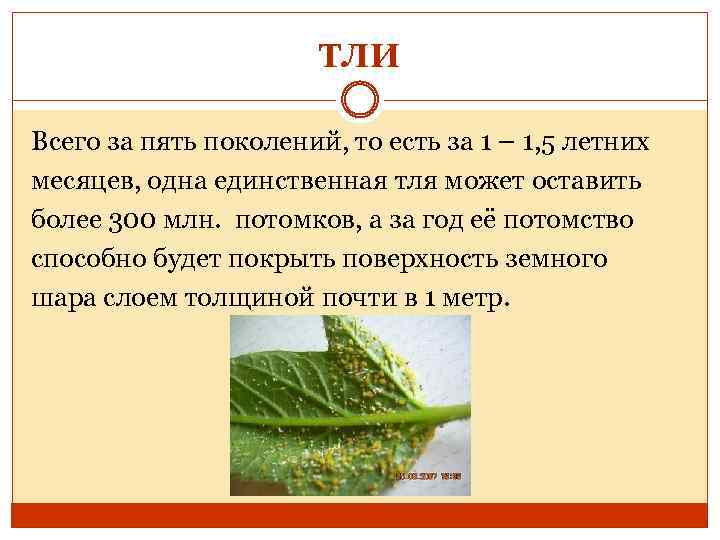 ТЛИ Всего за пять поколений, то есть за 1 – 1, 5 летних месяцев,