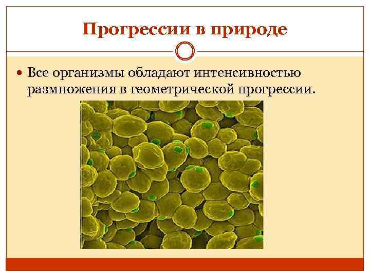 Прогрессии в природе Все организмы обладают интенсивностью размножения в геометрической прогрессии. 