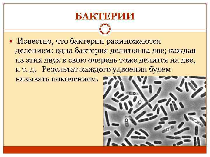 БАКТЕРИИ Известно, что бактерии размножаются делением: одна бактерия делится на две; каждая из этих