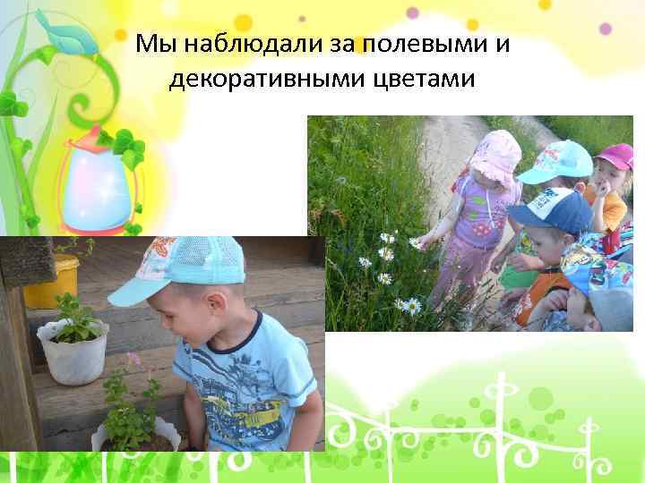 Мы наблюдали за полевыми и декоративными цветами 